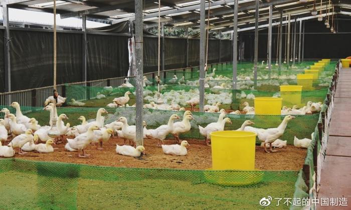 是它!中國(guó)才生產(chǎn)出世界最好的羽毛球